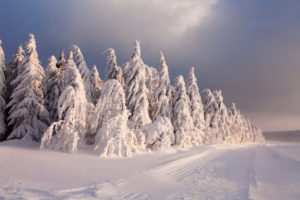 Winterlandschaft mit schneebedeckten Tannen bei Sonnenuntergang, Schauinsland, Schwarzwald, Baden-Württemberg, Deutschland Winterlandschaft mit schneebedeckten Tannen bei Sonnenuntergang, Schauinsland, Schwarzwald, Baden-Württemberg, Deutschland